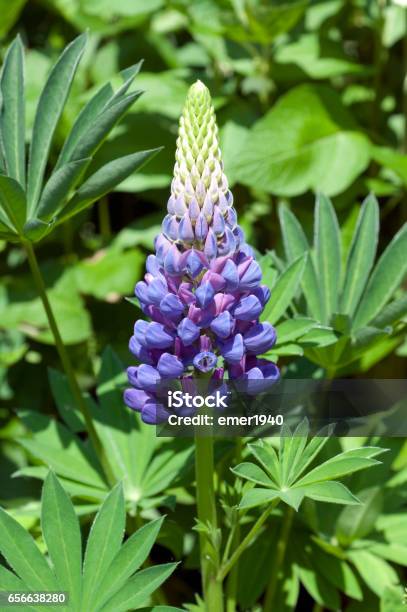 Lupinus Angustifolius Stock Photo - Download Image Now - Lupine - Flower, Flower, Flower Head
