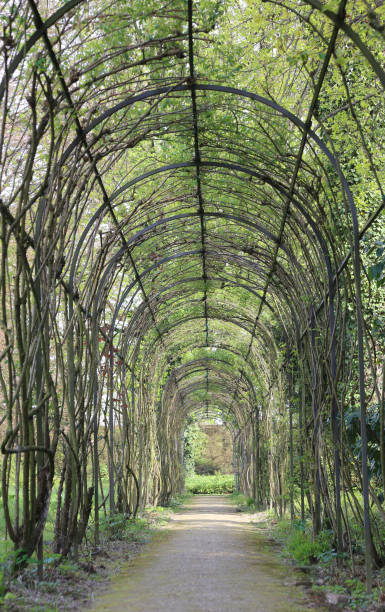 istock hedges tunnel and flowers in a garden in spring 656638342