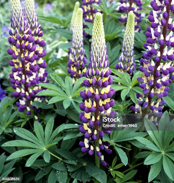Lupinus Angustifolius Stock Photo - Download Image Now - Lupine - Flower, 1980-1989, Archival