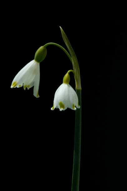 istock Leucojum; Vernum; white blossoms 656639438
