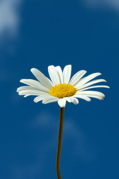 istock meadow usury flowers Leucanthemum vulgare 656641920