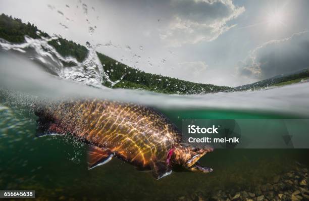 Pesca Trucha Vista Submarina Foto de stock y más banco de imágenes de Salmón - Animal - Salmón - Animal, Pescar, Industria de la pesca