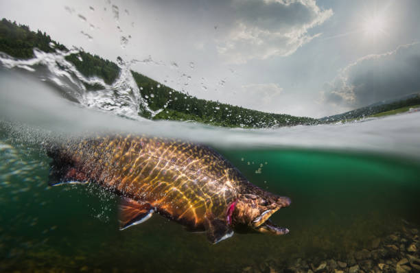 połowów. pstrąg, widok podwodny. - fishing fishing industry fly fishing river zdjęcia i obrazy z banku zdjęć