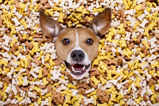 istock hungry dog in big  food mound 656653602