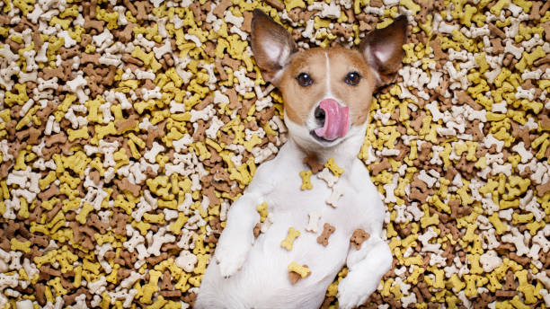 istock hungry dog in big  food mound 656653872