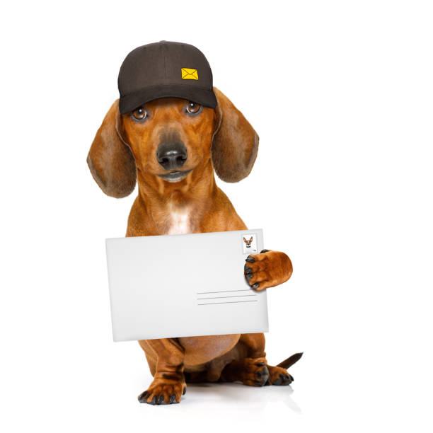istock post delivery  dachshund  sausage dog 656655966