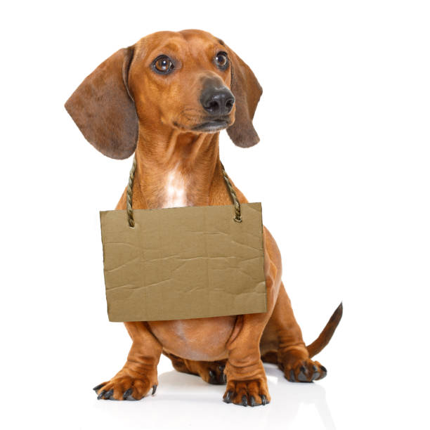 istock homeless dog to adopt 656656078