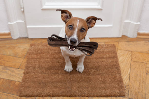 istock dog waits for walking with leash 656656144