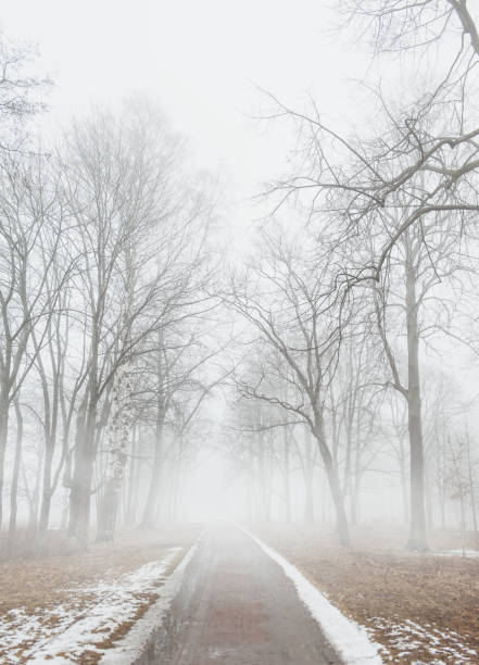 istock Trees in dark foggy forest landscape 656656170