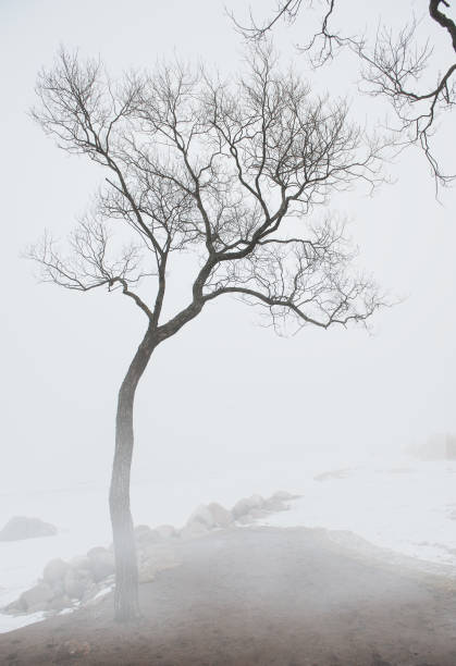 istock Foggy moody scene with leafless tree 656656354