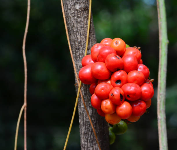 istock Red fruit of Tiliacora triandra 656656624