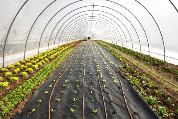istock Newly planted seedlings in a greenhouse in spring 656657672
