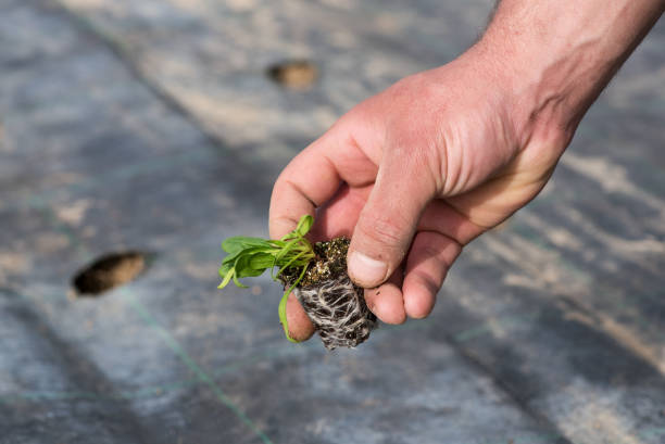 istock Farmer holding a seedling ready for transplanting 656662638