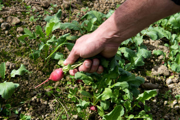 istock Man harvesting or picking fresh radish 656665202