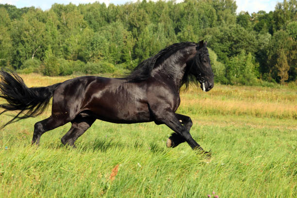 Galloping black friesian stallion