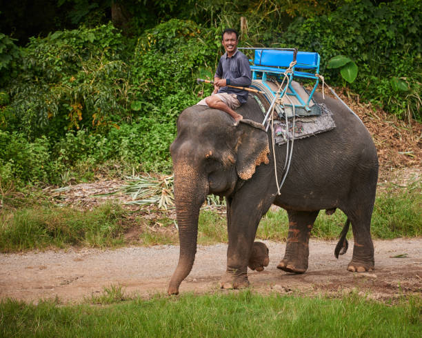 istock Leading a giant through the jungle 656669288