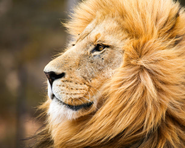 istock male african lion 656669396