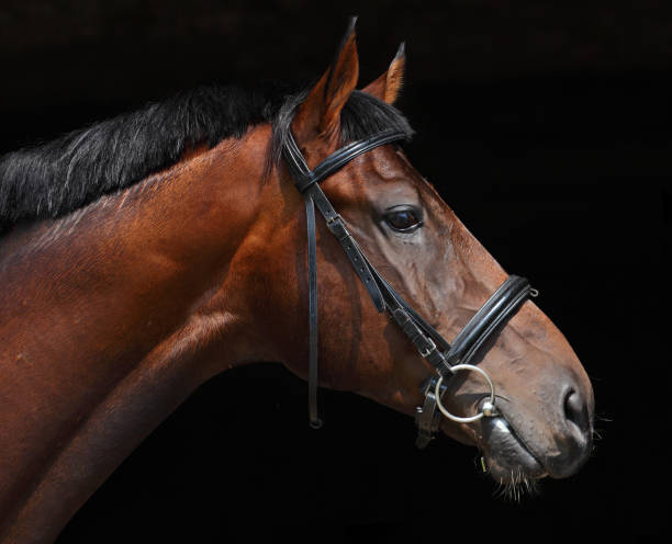 istock low key portrait beautiful stallion 656669862
