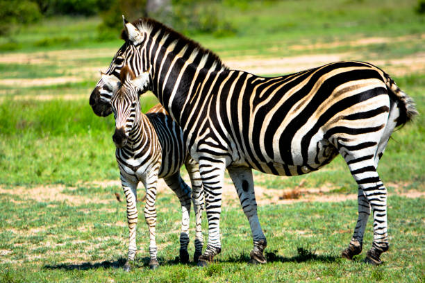 istock Zebra Mother and Child in South Africa 656676838