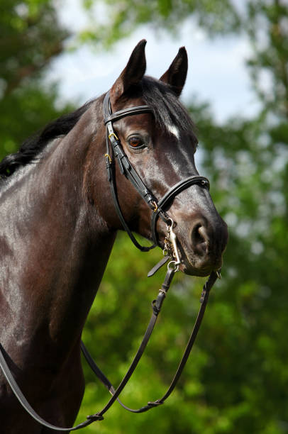 istock Sports horse with classical bridle 656677184