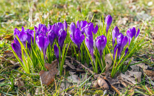 istock Purple crocuses budding in a large field as seen from the side 656677500