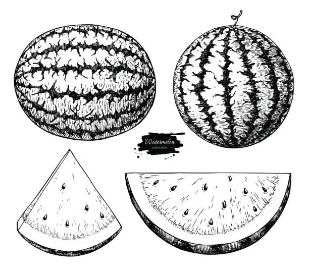 Vector illustration of Watermelon and slice vector drawing set. Isolated hand drawn berry on white background. Summer fruit engraved style