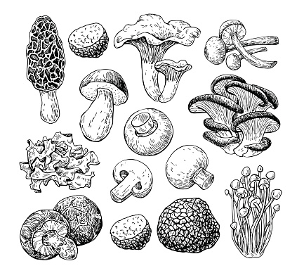 Mushroom hand drawn vector illustration. Isolated Sketch food drawing . Champignon, morel, truffle, enokitake, porcini, oyster, honey agaric, chanterelle wood ear shiitake Organic vegetarian product