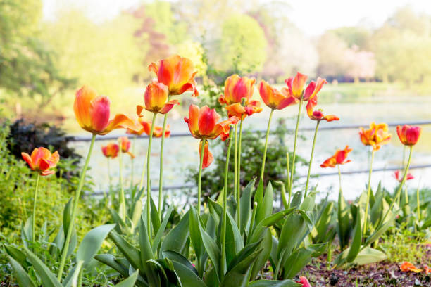 istock Red & Orange tulips in a border at a local park 656678036