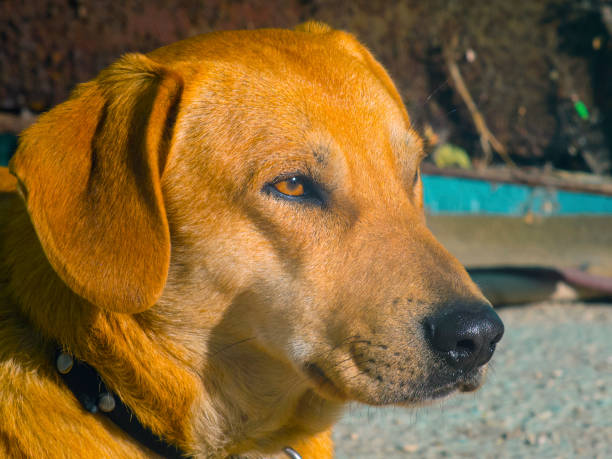 istock Dog sitting on the ground and looking somewhere 656685228