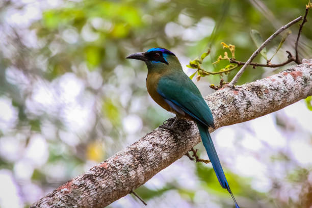 Blue crowned motmot perching on a branch