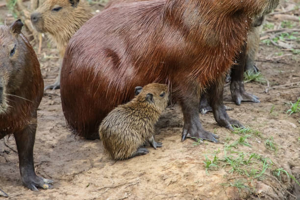istock Baby Capybara suckling at its mother 656693580