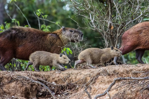 istock Capybara family walking along the river edge 656693586