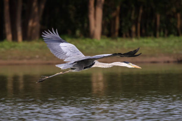 istock Close up of a White necked heron flying over a calm river 656697798