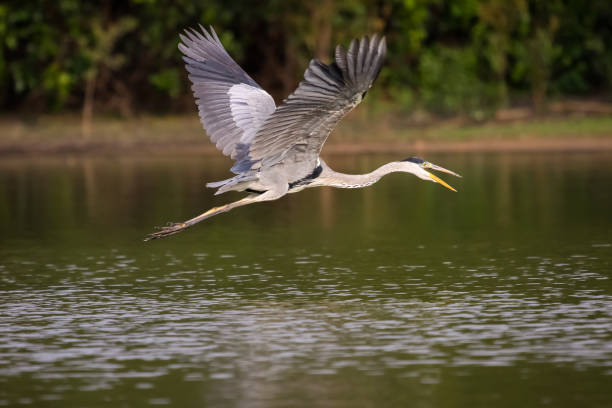 istock Close up of a White necked heron flying over a calm river 656697860
