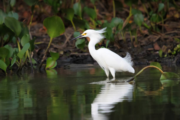 garceta nevada en busca de comida en el agua con reflexión - wading snowy egret egret bird fotografías e imágenes de stock