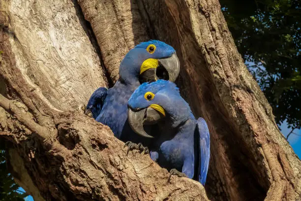 Photo of Pair of Hyacinth macaws nestle together  in a tree hole