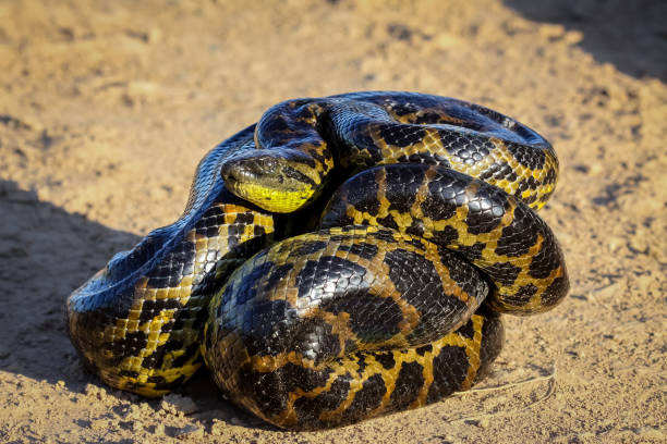 istock Young Yellow anaconda laying on the ground 656698432