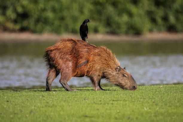 istock Capybara grazing at the river edge with a Cowbird on its back 656698612