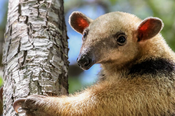 木登り南部コアリクイのクローズ アップ - southern tamandua ストックフォトと画像