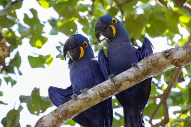 istock Pair of Hyacinth macaws perching together on a branch 656698972