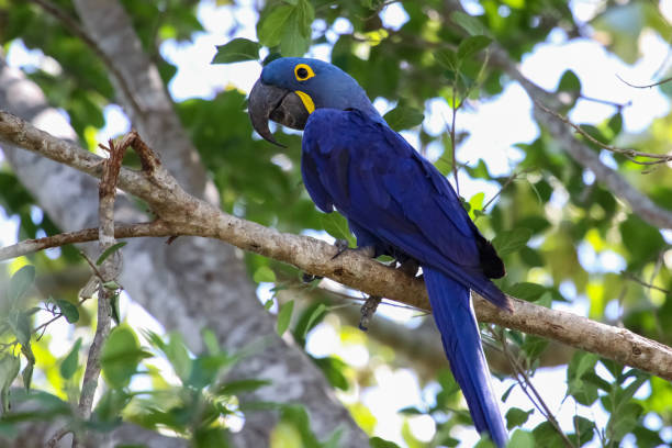istock Hyacinth macaw sitting on a branch 656699012
