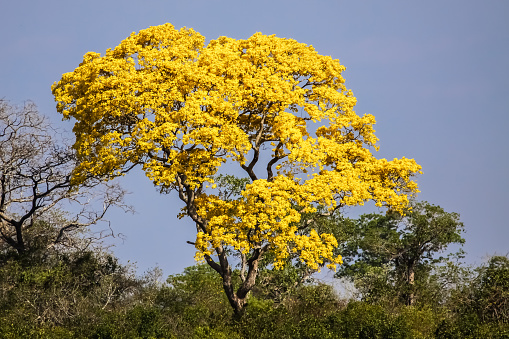 Pantanal, Brazil