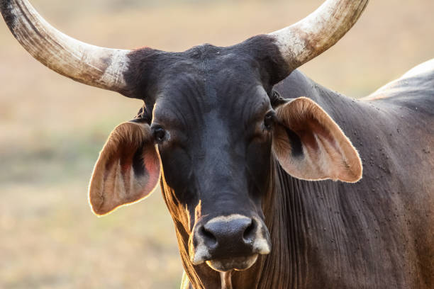 istock Portrait of a Pantanal cow 656699206