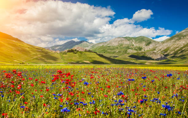 Piano Grande mountain plateau, Umbria, Italy Beautiful summer landscape at Piano Grande (Great Plain) mountain plateau in the Apennine Mountains, Castelluccio di Norcia, Umbria, Italy marche italy photos stock pictures, royalty-free photos & images