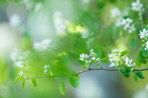 White spring flowers. Flowering Serviceberry (Amelanchier alnifolia)
