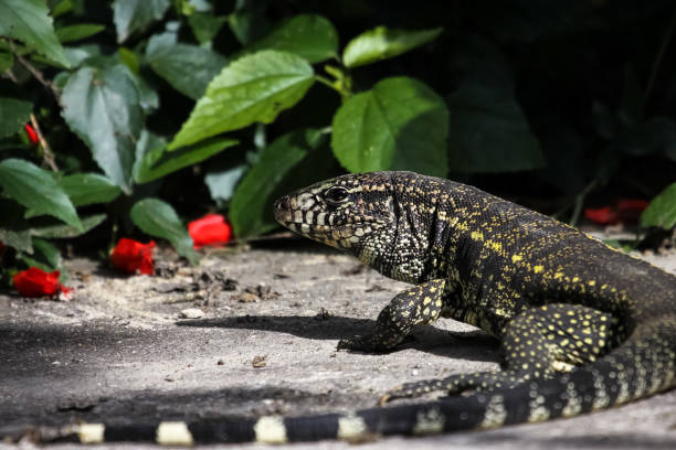 istock Close up of a Black and white tegu, Atlantic Rainforest 656704594