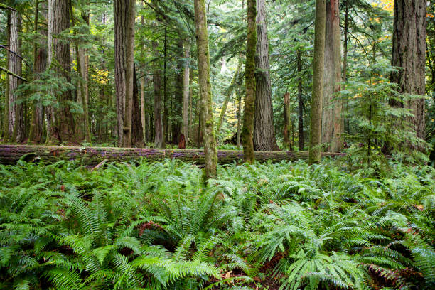 istock MacMillan Provincial Park Cathedral Grove Vancouver Island 656710394