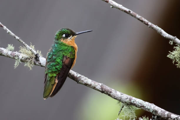 istock Brazilian ruby sitting on a branch in Atlantic forest 656710684