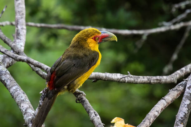 istock Saffron toucanet sitting on a branch in Atlantic forest 656710736