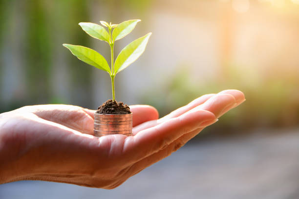 Concept of money with plant growing from coins in hand. stock photo
